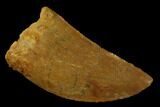 Carcharodontosaurus Tooth - Real Dinosaur Tooth #131269-1